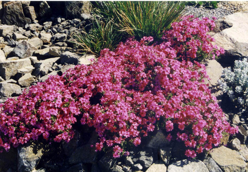 Phlox 'Tetra red' in bloom on the sandy slopes of North America